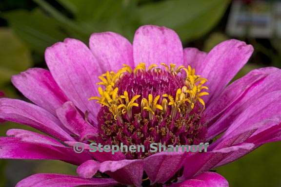 zinnia elegans 1 graphic